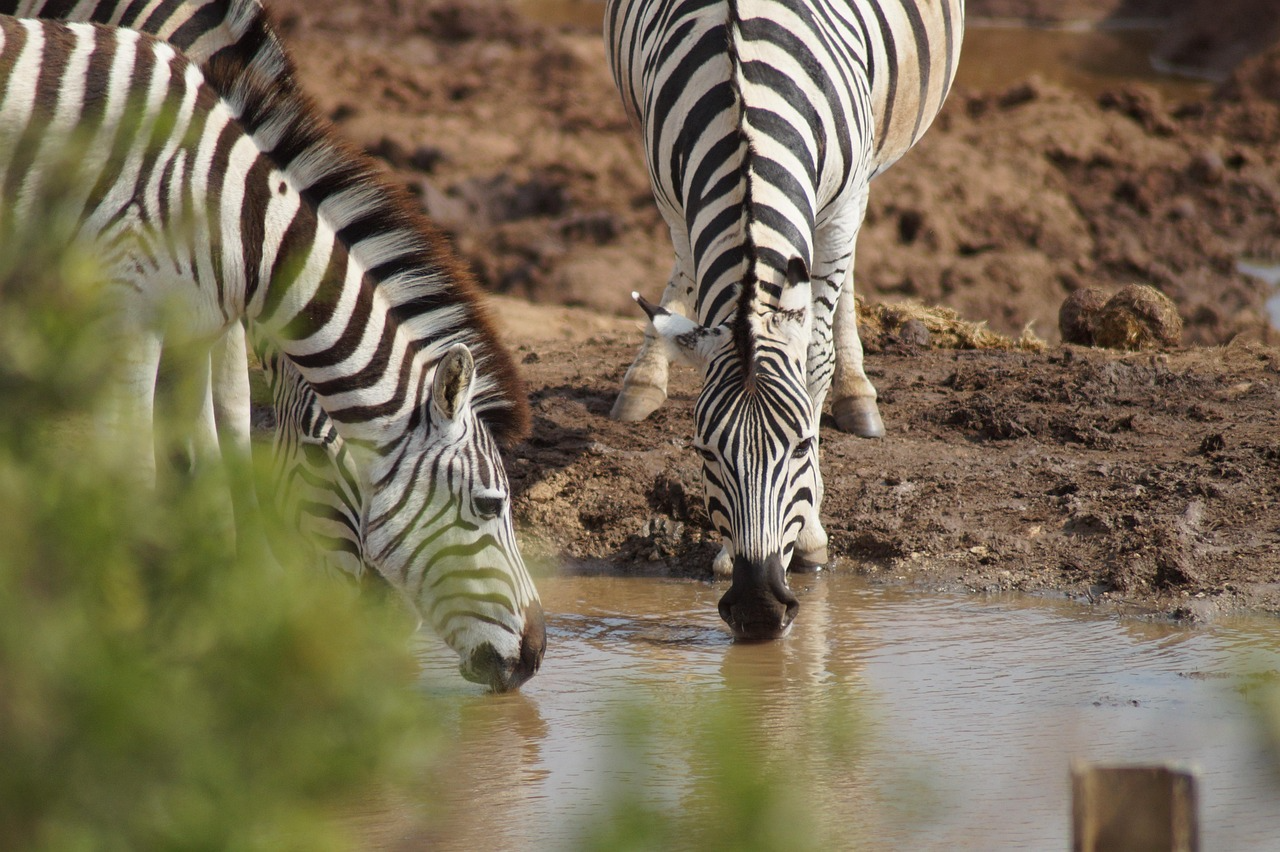 Serengeti