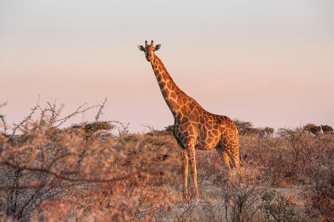 Signature Photographic Safaris